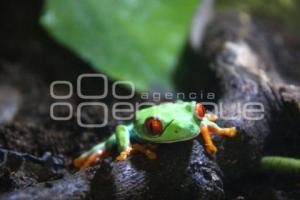 MUSEO ANIMALES EXÓTICOS