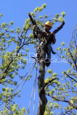 PODAN ÁRBOLES EN EL ZÓCALO