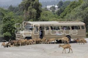 AFRICAM . PROGRAMAS DE CONSERVACIÓN