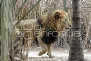 DÍA MUNDIAL DEL LEÓN