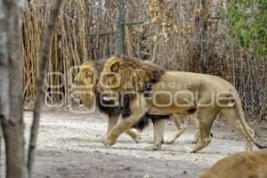 DÍA MUNDIAL DEL LEÓN