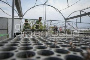 TLAXCALA . VIVERO 23 ZONA MILITAR