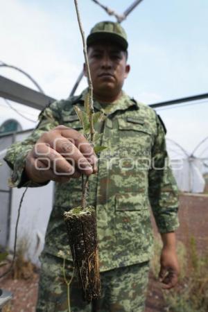 TLAXCALA . VIVERO 23 ZONA MILITAR