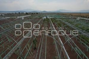 TLAXCALA . VIVERO 23 ZONA MILITAR