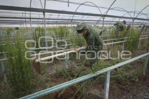 TLAXCALA . VIVERO 23 ZONA MILITAR