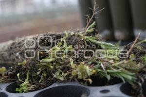 TLAXCALA . VIVERO 23 ZONA MILITAR