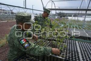 TLAXCALA . VIVERO 23 ZONA MILITAR