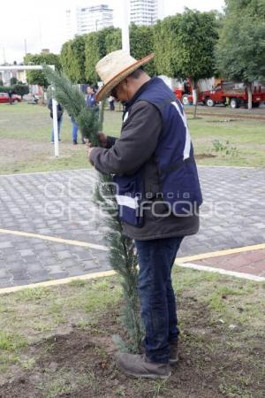 SAN ANDRÉS CHOLULA . REFORESTACIÓN