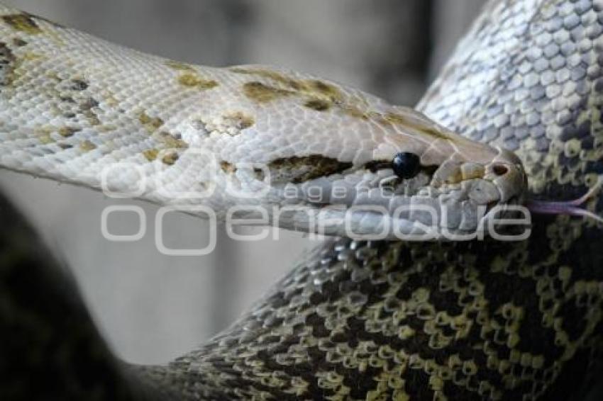 TLAXCALA . DÍA MUNDIAL SERPIENTE