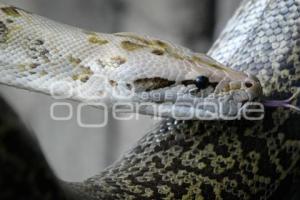 TLAXCALA . DÍA MUNDIAL SERPIENTE