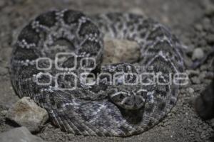 TLAXCALA . DÍA MUNDIAL SERPIENTE