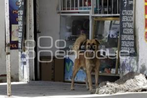 DÍA MUNDIAL DEL PERRO