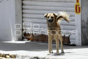 DÍA MUNDIAL DEL PERRO