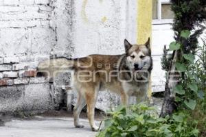 DÍA MUNDIAL DEL PERRO