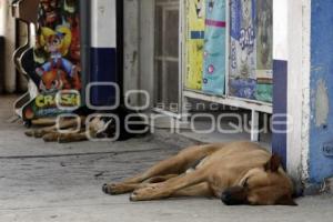 DÍA MUNDIAL DEL PERRO