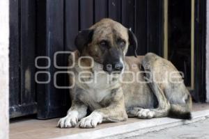 DÍA MUNDIAL DEL PERRO