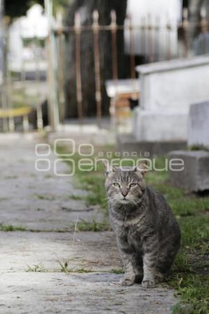 PANTEÓN MUNICIPAL . GATOS