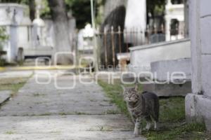 PANTEÓN MUNICIPAL . GATOS