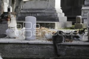 PANTEÓN MUNICIPAL . GATOS