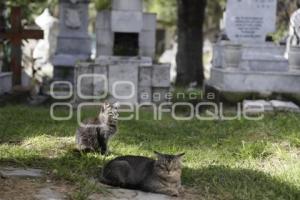 PANTEÓN MUNICIPAL . GATOS