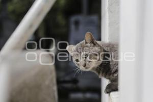 PANTEÓN MUNICIPAL . GATOS