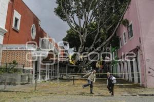 BARRIO DEL ARTISTA . ÁRBOL CAÍDO