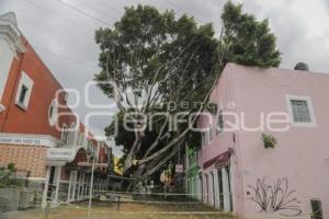 BARRIO DEL ARTISTA . ÁRBOL CAÍDO