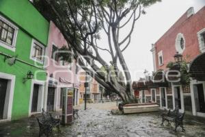 BARRIO DEL ARTISTA . ÁRBOL CAÍDO