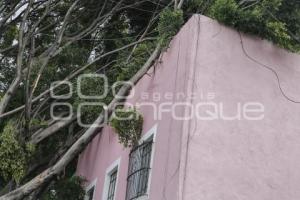 BARRIO DEL ARTISTA . ÁRBOL CAÍDO