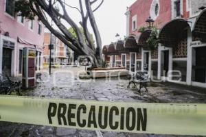 BARRIO DEL ARTISTA . ÁRBOL CAÍDO