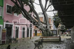 BARRIO DEL ARTISTA . ÁRBOL CAÍDO