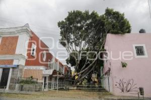 BARRIO DEL ARTISTA . ÁRBOL CAÍDO