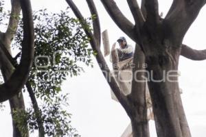 BARRIO DEL ARTISTA . ÁRBOL CAÍDO