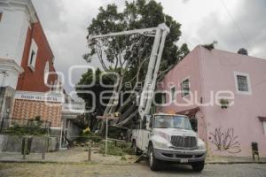 BARRIO DEL ARTISTA . ÁRBOL CAÍDO