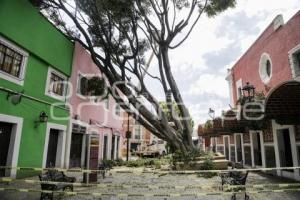 BARRIO DEL ARTISTA . ÁRBOL CAÍDO