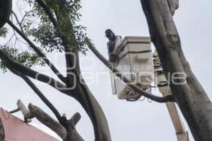 BARRIO DEL ARTISTA . ÁRBOL CAÍDO
