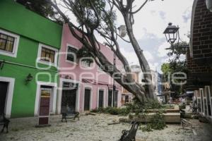 BARRIO DEL ARTISTA . ÁRBOL CAÍDO