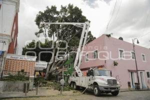 BARRIO DEL ARTISTA . ÁRBOL CAÍDO