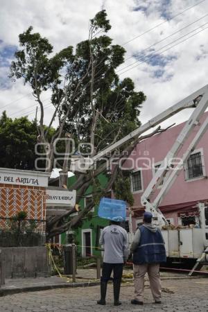 BARRIO DEL ARTISTA . ÁRBOL CAÍDO