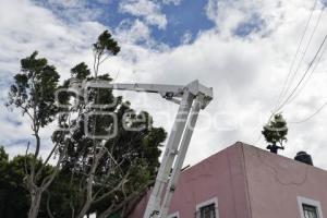 BARRIO DEL ARTISTA . ÁRBOL CAÍDO