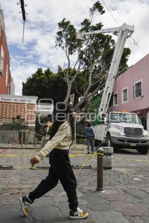 BARRIO DEL ARTISTA . ÁRBOL CAÍDO