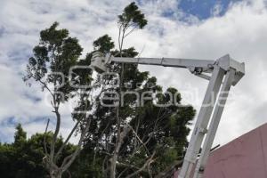 BARRIO DEL ARTISTA . ÁRBOL CAÍDO