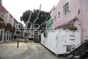 BARRIO DEL ARTISTA . ÁRBOL CAÍDO