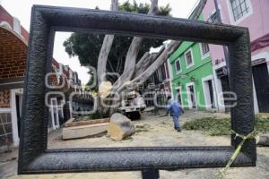 BARRIO DEL ARTISTA . ÁRBOL CAÍDO