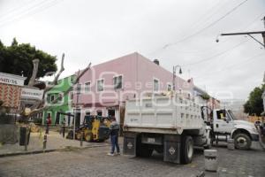 BARRIO DEL ARTISTA . ÁRBOL CAÍDO