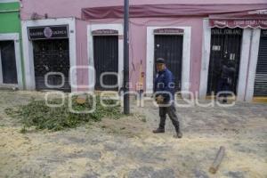 BARRIO DEL ARTISTA . ÁRBOL CAÍDO