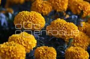 TEMPORADA DE FLOR DE CEMPASÚCHIL 