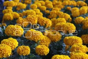 TEMPORADA DE FLOR DE CEMPASÚCHIL 