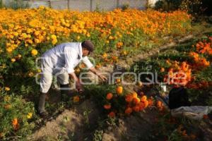 TLAXCALA . FLOR DE CEMPASÚCHIL