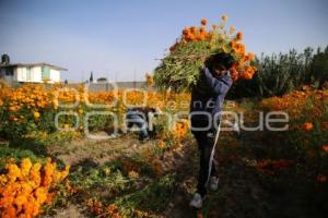 TLAXCALA . FLOR DE CEMPASÚCHIL